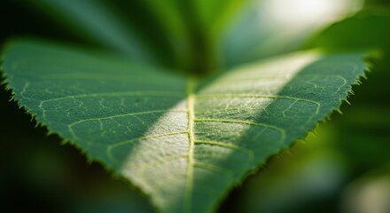 Detailed Close-Up of a Vibrant Green Tea Leaf