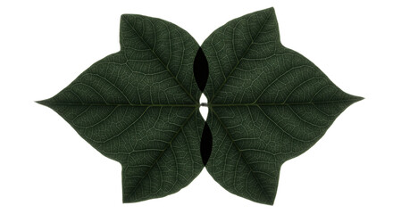 Green Leaves Against a Black Background