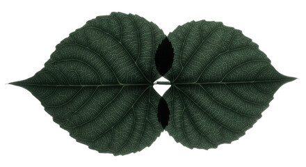 Two green leaves symmetrically on black background