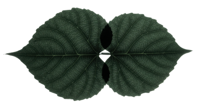 Two green leaves symmetrically on black background