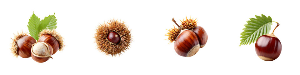 Chestnut Collection: Autumn Harvest of Edible Nuts