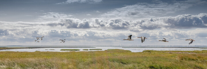 Flock of Wild Geese Flying Over Coastal Wetland with Cloudy Sky