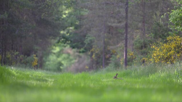 European hare eating grass in a forest path. Lepus europaeus, Pinus sp, Abies sp, Cytisus scoparius, Sologne, Loiret 45, r&eacute;gion Centre Val de Loire, France, European Union, Europe