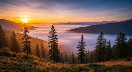 Obraz premium Golden sunrise illuminates a misty valley surrounded by evergreen trees and rolling hills.