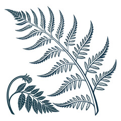 Naklejka premium Fern Silhouette: A refined, artistic portrayal of a fern's intricate structure, showcasing the elegance and natural artistry of this plant.