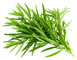 Fototapeta premium Realistic Tarragon Sprigs with Natural Texture and Shadows, Transparent Background
