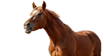 Obraz premium Playful Chestnut Horse Portrait Against White Background.