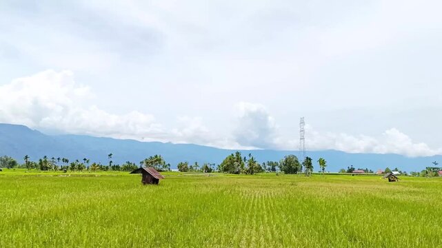 View of rice field on the edge of the lake and hills in West Sumatra, Indonesia