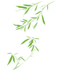 水彩で描いた緑の笹のイラスト