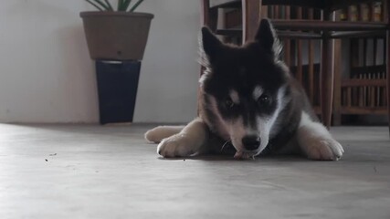 A playful Husky puppy chews on a bone indoors, focused and content, highlighting domestic life and pet behavior in a relaxed home space.