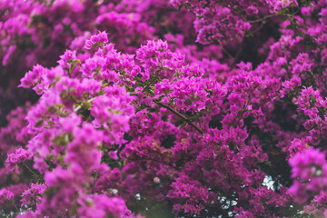Obraz premium Blooming bougainvillea creates a vibrant tapestry of purple hues under the sunlight in a picturesque garden setting during springtime