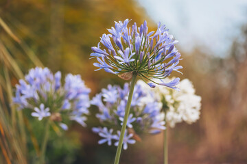 Delicate blue and white flowers bloom gracefully in a serene garden during a tranquil afternoon