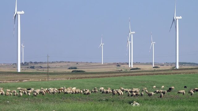 Modern wind turbines generate clean energy in a rural landscape where sheep graze peacefully on lush green pastures