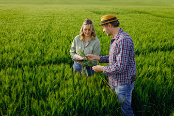 Two farmers standing in wheat field examining crop yield.