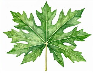 Fototapeta premium Papaya Leaf Watercolor Illustration on White, Fresh Botanical Art, Detailed