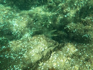 Calella de Palafrugell, Catalu&ntilde;a,. Espa&ntilde;a