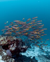 School of striped snapper swim near a coral reef in the ocean.