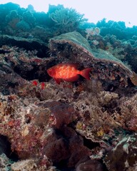 Vibrant red fish hides amongst coral reef formations underwater.
