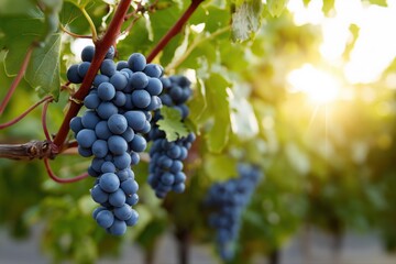 Fototapeta premium Sunlit vineyard: ripe purple grapes hanging on lush green vine at sunset