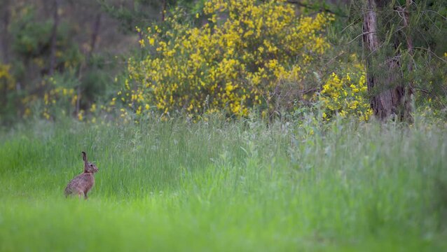 European hare standing up and walking in the grass in a forest path. Lepus europaeus, Pinus sp, Cytisus scoparius, Sologne, Loiret 45, r&eacute;gion Centre Val de Loire, France, European Union, Europe
