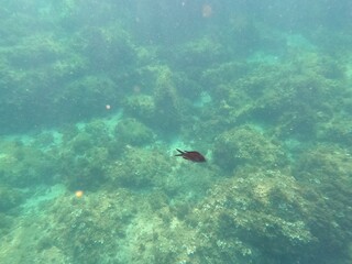 Calella de Palafrugell, Catalu&ntilde;a,. Espa&ntilde;a