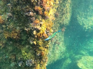 Calella de Palafrugell, Catalu&ntilde;a,. Espa&ntilde;a