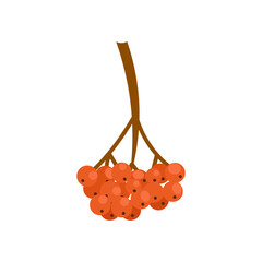 Rowan tree branch. Vector illustration isolated on white background, flat style.