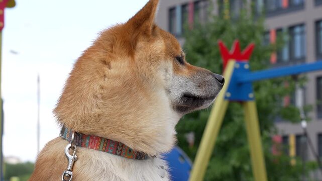 Shiba Inu Dog Looking Out on a Playground