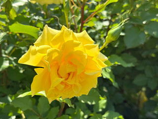 Yellow rose flower in garden