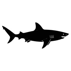 Fototapeta premium Great White Shark Swimming marine life ocean
