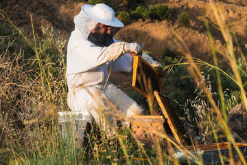 Beekeeper collecting honeycomb from beehive in countryside