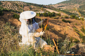 Beekeeper extracting honeycomb from beehive in the field