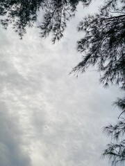 Low angle view of pine tree branches against a cloudy sky. Minimalist nature background, serene atmosphere, perfect for natural concepts and outdoor themes.