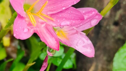 Close-up shot of beautiful pink flowers with fresh raindrops on their petals. Zephyranthes...