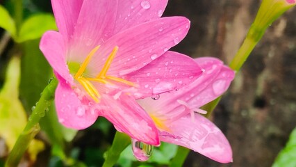Close-up shot of beautiful pink flowers with fresh raindrops on their petals. Zephyranthes...