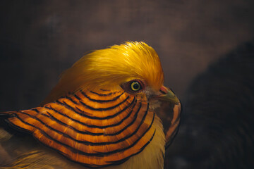 Close-up profile of a Golden pheasant, vibrant plumage, dark background, India.