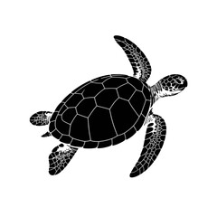 Fototapeta premium Sea Turtle Swimming Gracefully marine life ocean