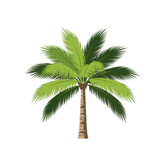 Obraz premium Isolated coconut palm tree with green fronds and brown trunk on white backdrop, architecture design landscape design tree element for environment and garden