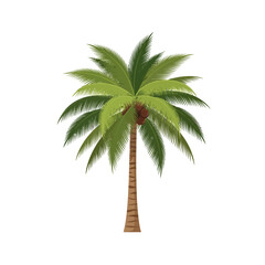 Obraz premium Isolated vector illustration of a green coconut palm tree with brown trunk on a white backdrop, concept for architecture design, landscape design and tree element for environment and garden