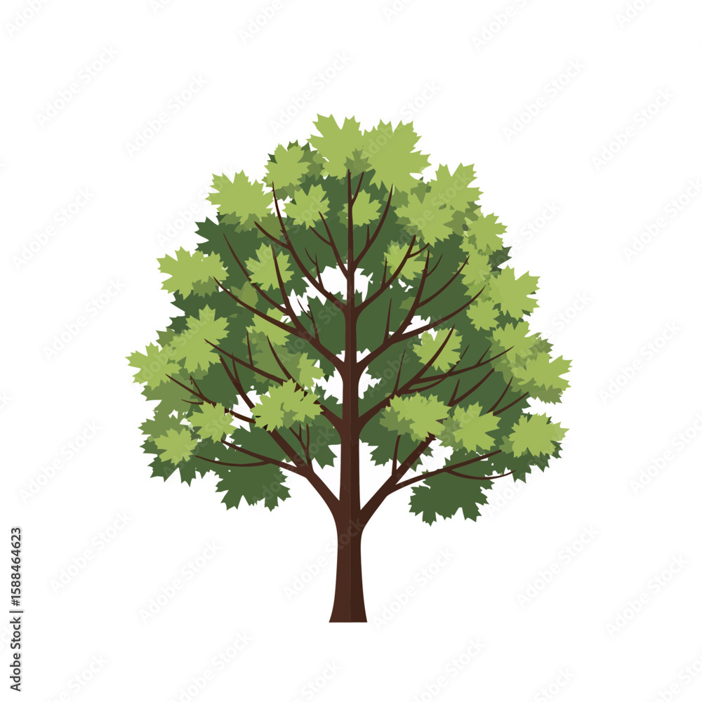 Poster isolated maple tree with dense green leaves and brown trunk on a white background, concept for archi