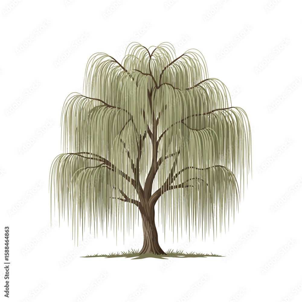 Poster weeping willow tree illustration with long, cascading branches. concept for architecture design, lan