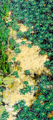 Pollen covering duckweed and lily pads creating a colorful natural background