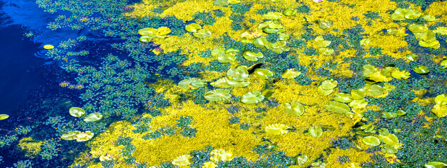 Duckweed and lily pads creating a colorful natural background