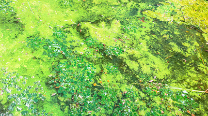 Duckweed and algae creating abstract patterns in polluted water