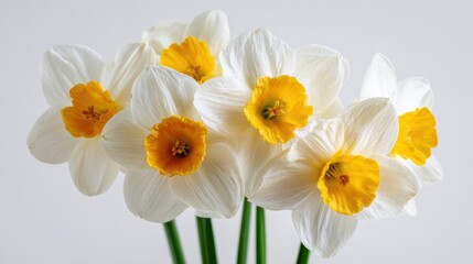 Fototapeta premium Spring blooming flowers indoor setting floral photography soft lighting close-up nature's beauty