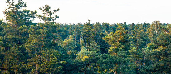Green pine forest covering a hill under a clear sky