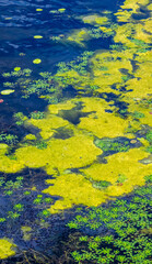 Green algae and water lilies floating on a pond creating a colorful natural background