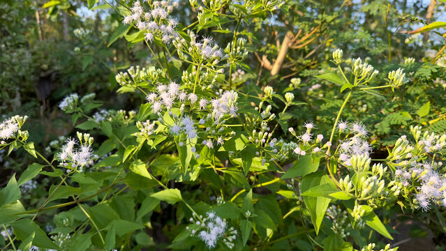 This image displays a bush covered in numerous small, fluffy white flowers, possibly a type of Chromolaena odorata (Siam weed), with green foliage under natural lighting.