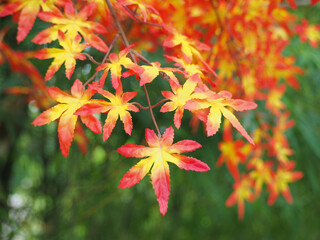 Close-Up Red Maple Leaves in Autumn