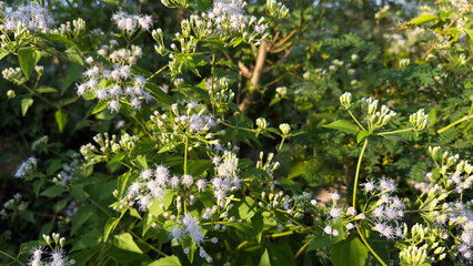This image displays a bush covered in numerous small, fluffy white flowers, possibly a type of Chromolaena odorata (Siam weed), with green foliage under natural lighting.